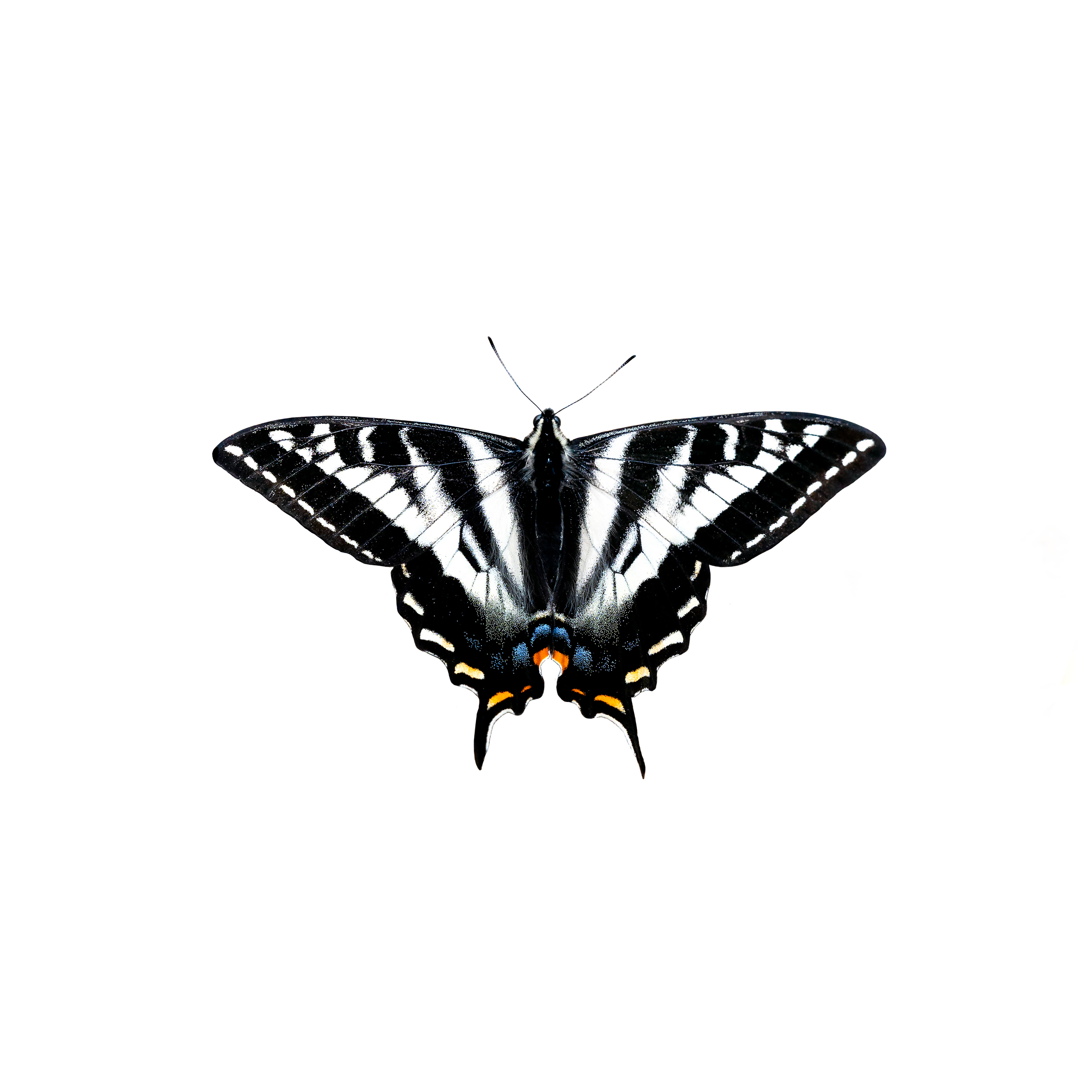 JPG sample butterfly