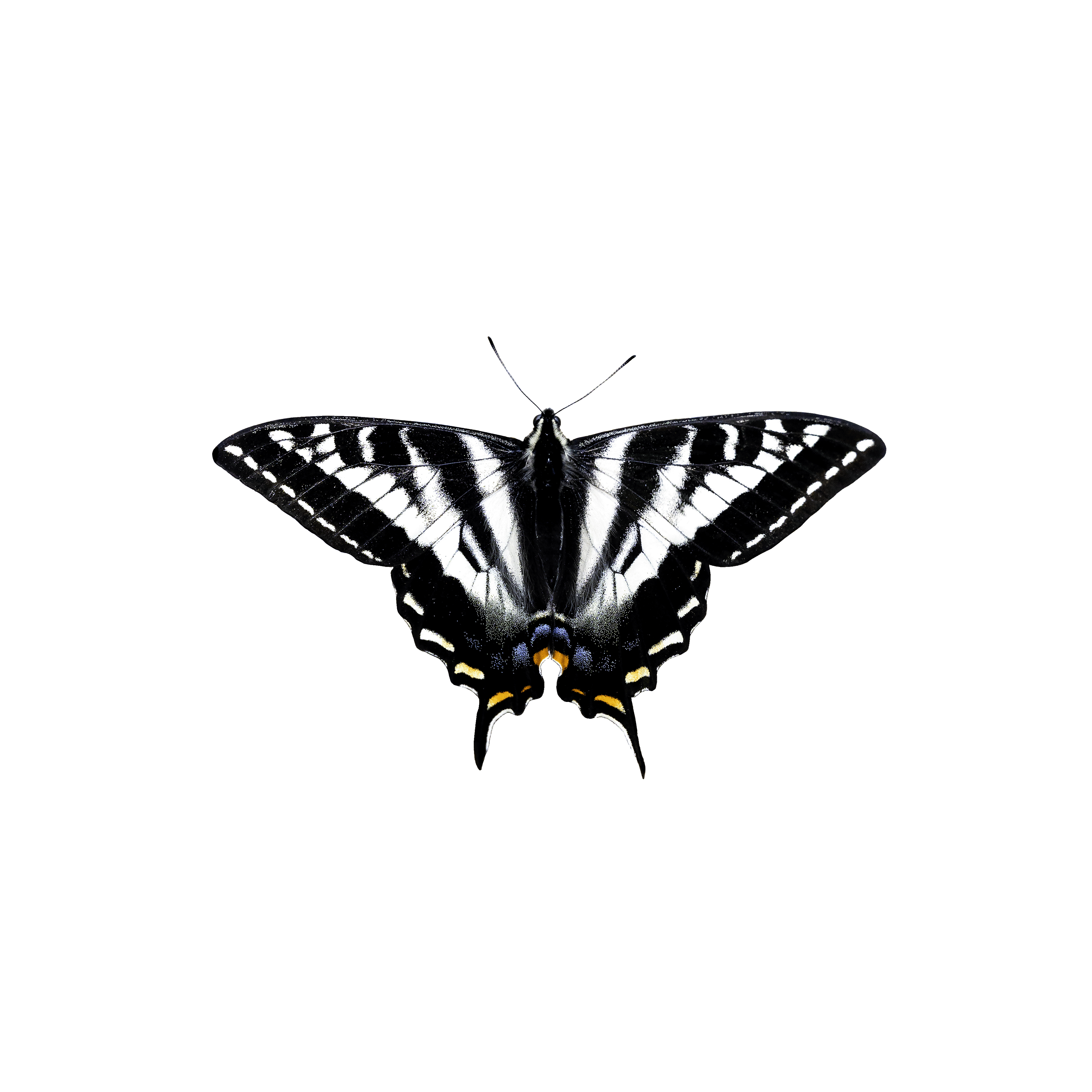 PNG sample butterfly