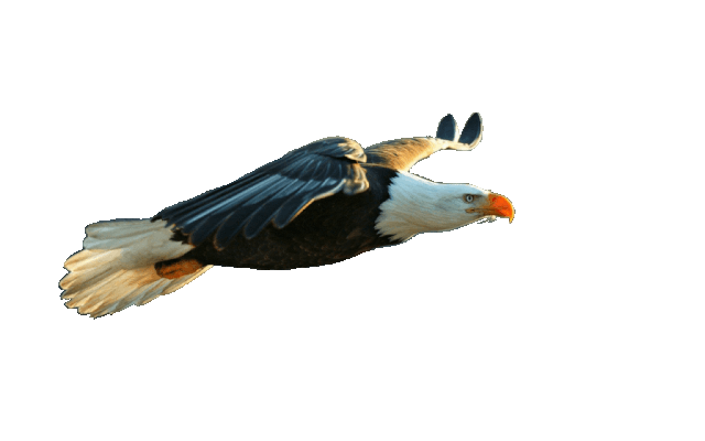 eagletransparent