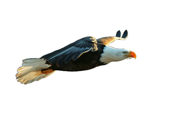 eagletransparent